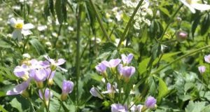 Evolution in action A new plant species in the Swiss Alps