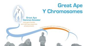 Evolution of the Y chromosome in great apes deciphered