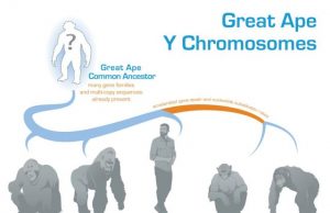 Evolution of the Y chromosome in great apes deciphered