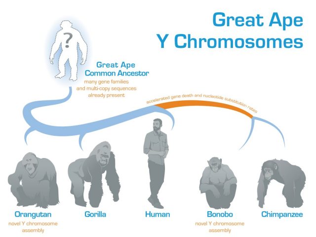 Evolution of the Y chromosome in great apes deciphered