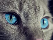 Feline friendly How to build rap paw with your cat