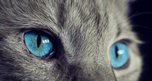 Feline friendly How to build rap paw with your cat
