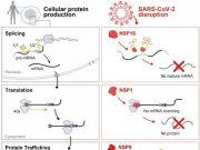 How SARS CoV 2 disables the human cellular alarm system