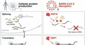How SARS CoV 2 disables the human cellular alarm system