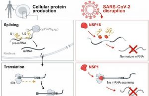 How SARS CoV 2 disables the human cellular alarm system