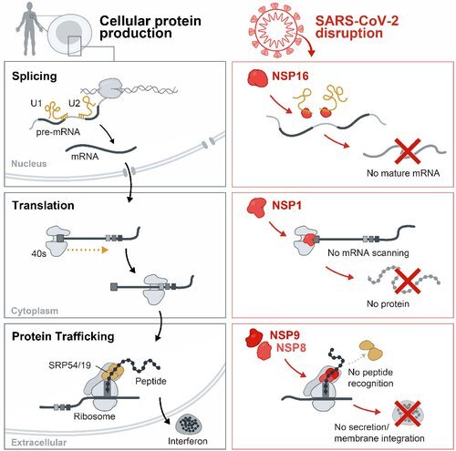 How SARS CoV 2 disables the human cellular alarm system