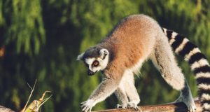 Humans and climate drove giants of Madagascar to extinction