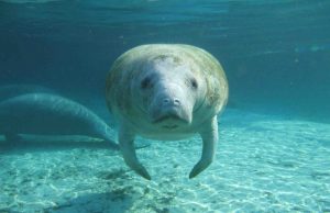 Ice Age manatees may have called Texas home