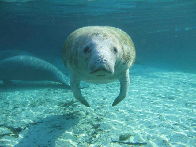Ice Age manatees may have called Texas home