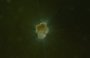 Ice discharge in the North Pacific set off series of climate events during last ice age