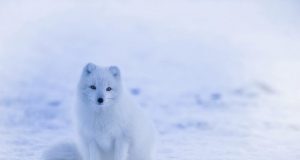Ice loss due to warming leads to warming due to ice loss