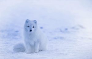 Ice loss due to warming leads to warming due to ice loss
