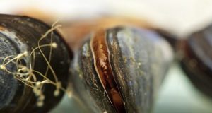 Laundry lint can cause significant tissue damage within marine mussels