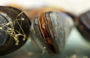 Laundry lint can cause significant tissue damage within marine mussels