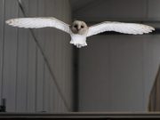 Lily the barn owl reveals how birds fly in gusty winds