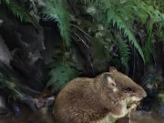 New species of aquatic mice discovered cousins of one of the worlds rarest mammals