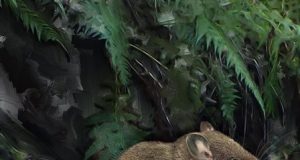 New species of aquatic mice discovered cousins of one of the worlds rarest mammals