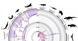 New study rebuts 75 year old belief in reptile evolution