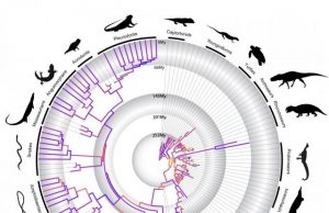 New study rebuts 75 year old belief in reptile evolution