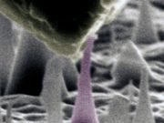 Normally an insulator diamond becomes a metallic conductor when subjected to large strain in a new theoretical model