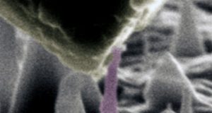 Normally an insulator diamond becomes a metallic conductor when subjected to large strain in a new theoretical model