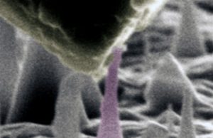 Normally an insulator diamond becomes a metallic conductor when subjected to large strain in a new theoretical model