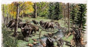 Researchers find bovid and rhinocerous species in Tibetan Plateau about 5200 years ago