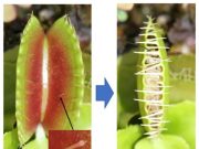 Researchers probe memory of the Venus flytrap