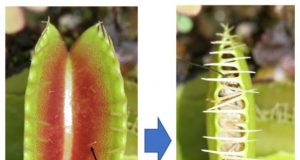 Researchers probe memory of the Venus flytrap