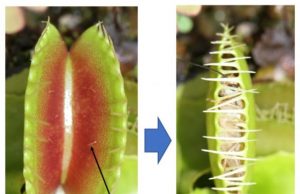 Researchers probe memory of the Venus flytrap