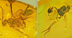 Salute the venerable ensign wasp killing cockroaches for 25 million years