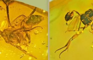 Salute the venerable ensign wasp killing cockroaches for 25 million years