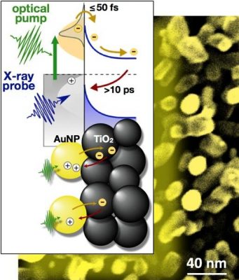 Scientists capture candid snapshots of electrons harvesting light at the atomic scale