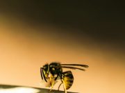 Scientists engineer bacteria killing molecules from wasp venom