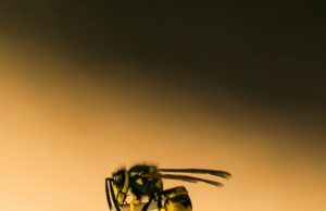 Scientists engineer bacteria killing molecules from wasp venom