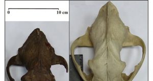 Study of ancient dog DNA traces canine diversity to the Ice Age
