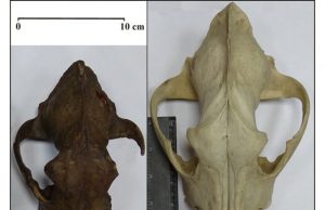 Study of ancient dog DNA traces canine diversity to the Ice Age