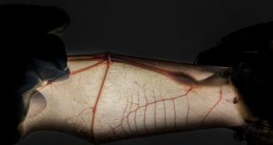 Study uncovers why bats excel as viral reservoirs without getting sick
