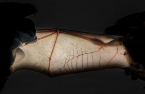 Study uncovers why bats excel as viral reservoirs without getting sick