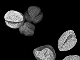 Super resolution microscopy and machine learning shed new light on fossil pollen grains