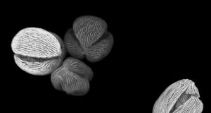 Super resolution microscopy and machine learning shed new light on fossil pollen grains