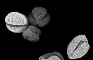 Super resolution microscopy and machine learning shed new light on fossil pollen grains