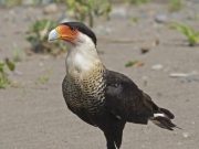 The first human settlers on islands caused extinctions