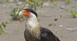 The first human settlers on islands caused extinctions