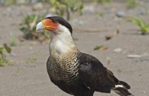 The first human settlers on islands caused extinctions