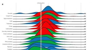 Timeline of early eukaryotic evolution unveiled