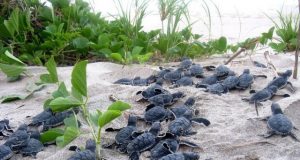 Tracking sea turtle egg traffickers with GPS enabled decoy eggs