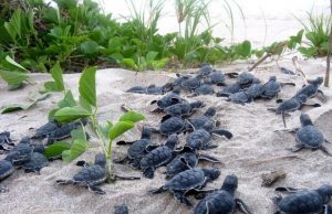 Tracking sea turtle egg traffickers with GPS enabled decoy eggs