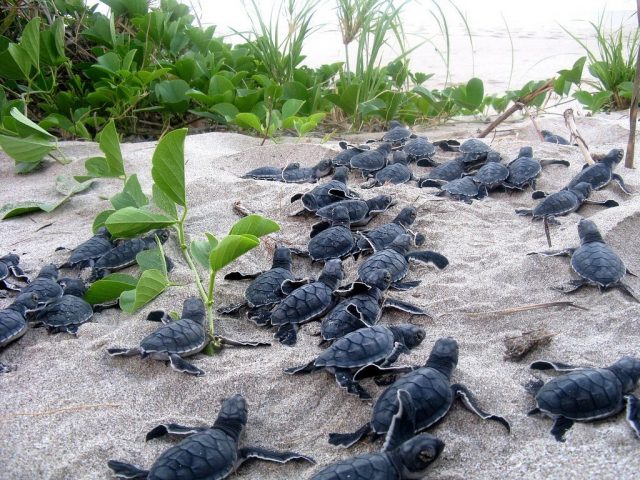 Tracking sea turtle egg traffickers with GPS enabled decoy eggs