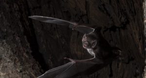 Vampire bats social distance when they get sick